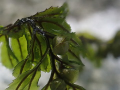 Hymenophyllum wilsonii