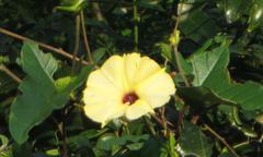 Hewittia malabarica