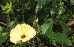 Hewittia malabarica