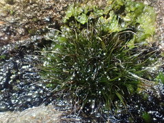 Campylopus atrovirens