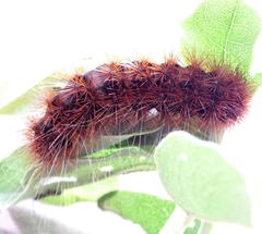 Podalyria calyptrata