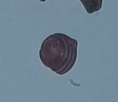 Homalopoma sanguineum