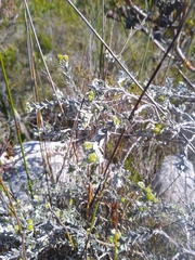 Amphithalea tomentosa