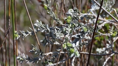 Amphithalea tomentosa