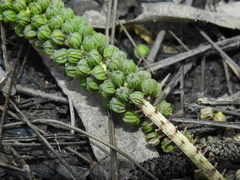 Triglochin multifructa