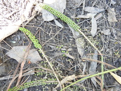 Triglochin multifructa