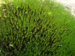 Campylopus atrovirens