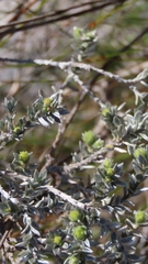 Amphithalea tomentosa