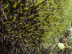 Campylopus atrovirens