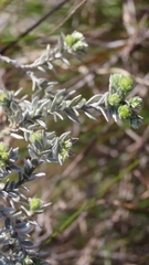 Amphithalea tomentosa