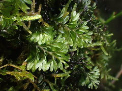 Hymenophyllum wilsonii