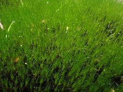 Campylopus atrovirens