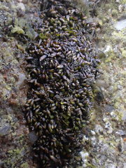 Gymnomitrion crenulatum