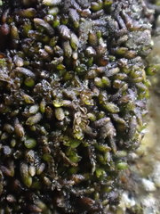 Gymnomitrion crenulatum