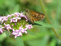 Piruna aea