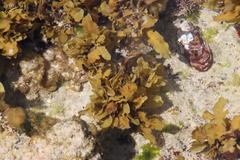Sargassum incisifolium