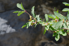 Lonicera pyrenaica