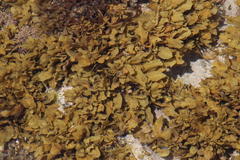 Sargassum incisifolium