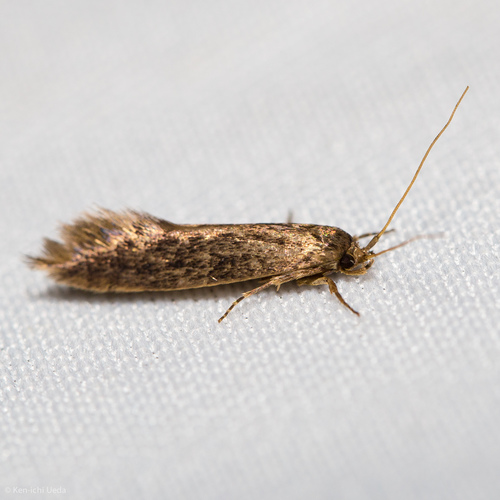 Detritus Moth