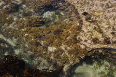 Sargassum incisifolium