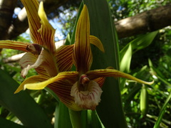 Maxillaria striata