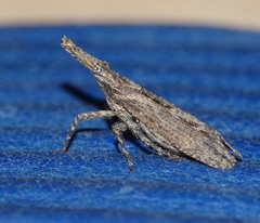 Amyclinae
