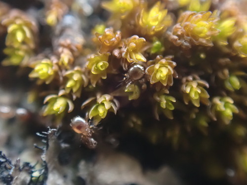 Andreaea rupestris