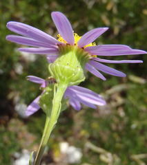 Senecio glastifolius