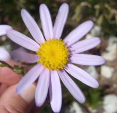 Senecio glastifolius