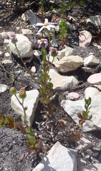 Senecio glastifolius