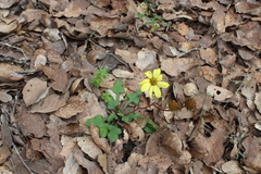 Iostephane trilobata