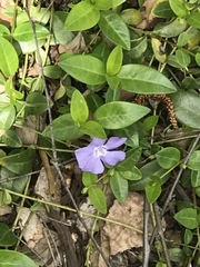 Vinca minor