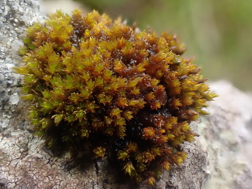 Andreaea rupestris