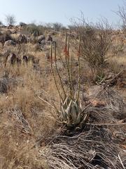 Aloe gariepensis