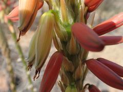 Aloe gariepensis