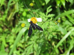 Cyananthrax cyanopterus