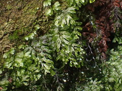 Hymenophyllum wilsonii