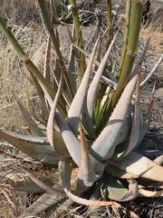 Aloe gariepensis