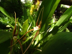 Brassia