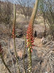 Aloe gariepensis