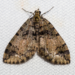 Hydriomena albifasciata