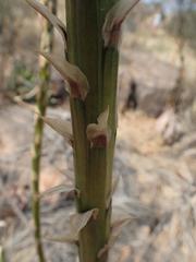 Aloe gariepensis