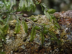 Hymenophyllum wilsonii
