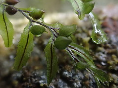 Hymenophyllum wilsonii
