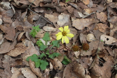 Iostephane trilobata