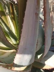 Aloe gariepensis
