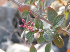 Heterocentron subtriplinervium