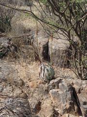 Aloe gariepensis