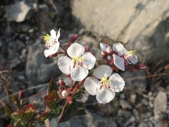 Heterocentron subtriplinervium