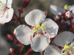 Heterocentron subtriplinervium